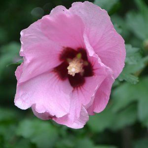 Meet your Posher, Delani